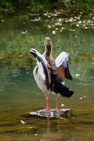 Egyptian goose standing on a stone in a lake in its natural habitat, alopochen aegyptiaca photo