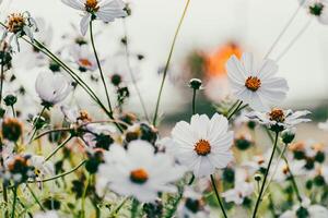 Cosmos flowers in a pretty meadow, cosmos bipinnatus or Mexican aster, daisy family asteraceae photo