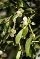 Branch of mistletoe with white berries on apple tree. Viscum album, close-up. photo