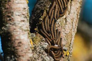 orugas visto en un Fruta árbol, posiblemente el lacayo polilla, malacosoma neustria, lepidópteros foto