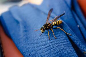 Wasp alone on a blue fabric outdoors in the morning photo