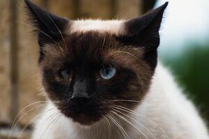 Cute domesticated siamese cat with blue eyes, outdoor scene, felis catus photo
