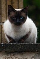 Cute domesticated siamese cat with blue eyes, outdoor scene, felis catus photo