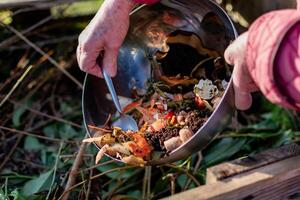 Person who put in a composter some kitchen waste like vegetables, fruits, eggshell, coffee grounds in order to sort and make bio fertilizer photo