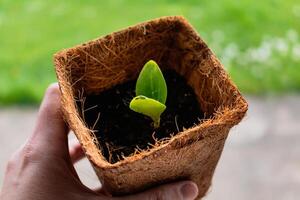 Zucchini seed which has sprout in biodagradable pot, zero waste and plastic free photo