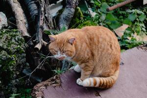 Cute ginger cat with yellow eyes outdoor scene in a farm photo