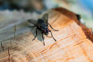 Housefly resting on a cut branch, musca domestica photo