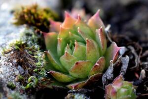 Sempervivum tectorum, common Houseleek. Perennial plant growing in flower pot. Sempervivum in nature. Liveforever plant, succulent. photo