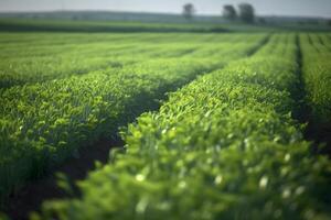 AI generated Rows of green crops with selective focus at summer day light, neural network generated image photo