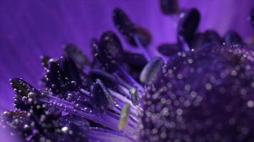 Macro view of a lilac beautiful blooming flower. Stock footage. Extreme close up of soft purple petals and a flower bud. photo