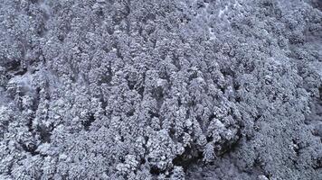 Top down view of the young snow-covered coniferous forest. Shot. Background of snow-covered coniferous trees. Winter view photo