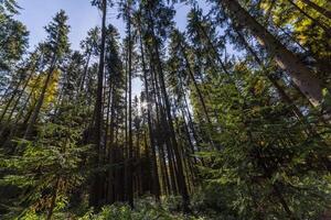 Pine forest, wide angle view in upward direction at summer day photo