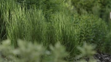 Green garden grass swaying in the wind. Stock footage. Close up of stems of fresh green lawn on a summer day. photo