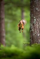 ai generado eurasiático rojo ardilla sciurus vulgaris saltando en el bosque a verano día, neural red generado fotorrealista imagen foto