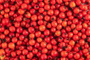 pile of red hawthorn berries full frame background and texture photo