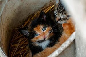 linda calicó gatito con azul ojos mirando a el cámara, camada de Tres gatitos en el Paja en un granja foto