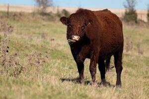hermosa marrón vaca comiendo césped en un pasto foto