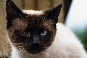 Cute domesticated siamese cat with blue eyes, outdoor scene, felis catus photo