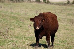 Beautiful brown cow eating grass in a pasture photo