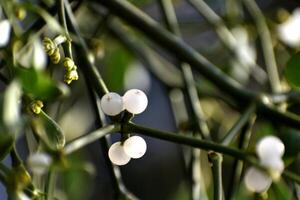 Branch of mistletoe with white berries on apple tree. Viscum album, close-up. photo