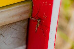 Mosquito resting in the shade outdoors, diptera, culicidae photo