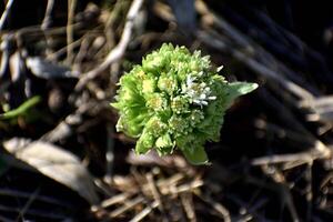 The white butterbur, the first flowers of spring. Butterbur albus in the forest in a humid environment, along watercourses. In France, Europe. Flower top view. photo