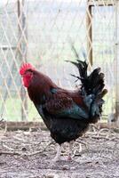 francés gallo en un granja con hermosa oscuro plumaje foto