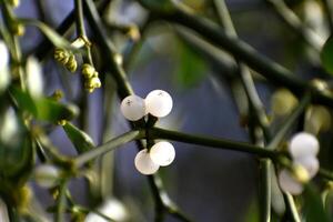 Branch of mistletoe with white berries on apple tree. Viscum album, close-up. photo