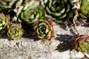 Sempervivum tectorum, common Houseleek. Perennial plant growing in flower pot. Sempervivum in nature. Liveforever plant, succulent. photo