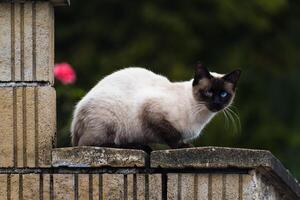 Cute domesticated siamese cat with blue eyes, outdoor scene, felis catus photo