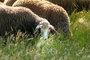 Herd of young lambs grazing the fresh green meadow on a sunny day photo