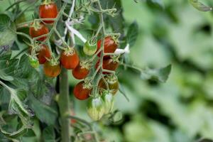 Red and green long cherry tomatoes growing on the plant photo