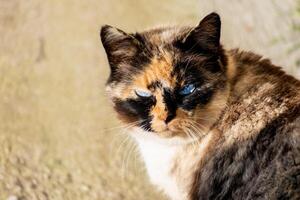 hermosa calicó gato con azul ojos sentado en el jardín con Brillo Solar foto