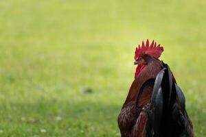 French rooster in farm with space for text photo