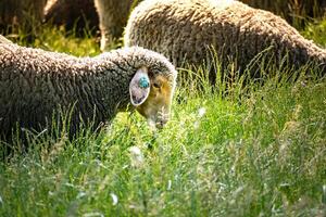 Herd of young lambs grazing the fresh green meadow on a sunny day photo