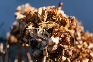 Hydrangea flower in winter photo