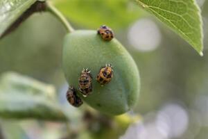 mariquita larva en un ciruela árbol, coccinella septempunctata, coccinellidae foto