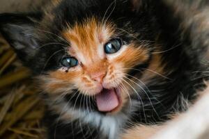 Cute calico kitten with blue eyes looking at the camera, litter of three kittens in the straw on a farm photo