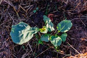 Young cabbage plant in an ecological garden, mulching and permaculture, healthy food photo