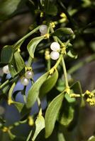 Branch of mistletoe with white berries on apple tree. Viscum album, close-up. photo