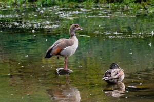 Egyptian goose standing on a stone in a lake in its natural habitat, alopochen aegyptiaca photo