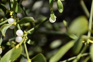 Branch of mistletoe with white berries on apple tree. Viscum album, close-up. photo