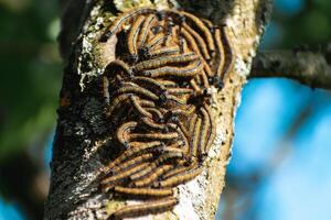 orugas visto en un Fruta árbol, posiblemente el lacayo polilla, malacosoma neustria, lepidópteros foto