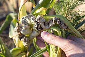 Hand holding sick corn cob, corn smut disease caused by a fungus, ustilago maydis photo