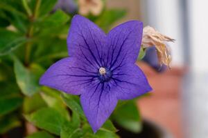 Purple platycodon flower outdoors, campanula, platycodon grandiflorus photo