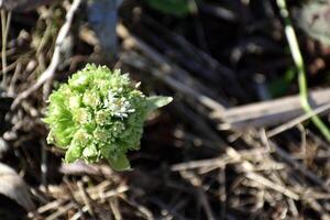 The white butterbur, the first flowers of spring. Butterbur albus in the forest in a humid environment, along watercourses. In France, Europe. Flower top view. photo