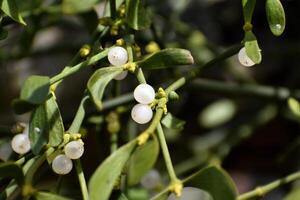 Branch of mistletoe with white berries on apple tree. Viscum album, close-up. photo