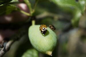 mariquita y larva en un ciruela, coccinella septempunctata, coccinellidae foto