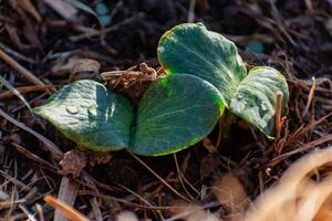 Young pumpkin plant in an ecological garden, mulching and permaculture, squash, healthy food photo