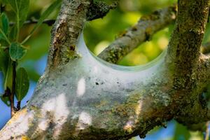 nido de orugas visto en un Fruta árbol, posiblemente el lacayo polilla, malacosoma neustria, lepidópteros foto